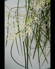 Dendrobium teretifolium