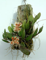 Load image into Gallery viewer, Dendrobium rigidum