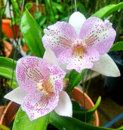 Diacattleya Chantilly Lace 'Twinkle' (C. El Dorado Splash x Diacm. bicornutum)