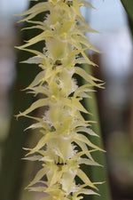 Carica l&#39;immagine nel visualizzatore Galleria, Diaphananthe fragrantissima
