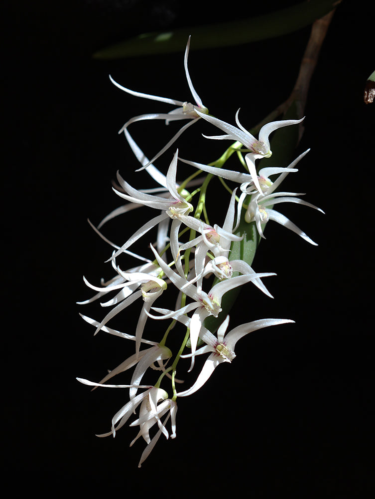 Dockrillia casuarinae