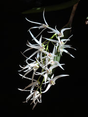 Dockrillia casuarinae