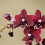 Load image into Gallery viewer, Dtps. Liu's Little Rainbow 'Black Pearl'