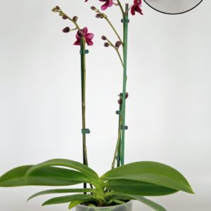 Dtps. Liu's Little Rainbow 'Black Pearl'