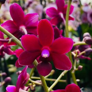 Dtps. Liu's Little Rainbow 'Black Pearl'