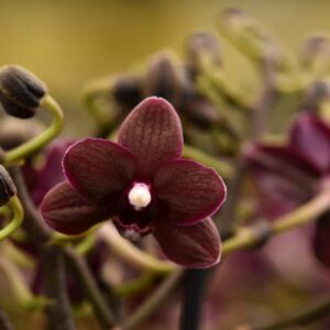 Dtps. Liu's Little Rainbow 'Black Pearl'