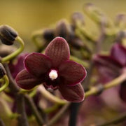 Dtps. Liu's Little Rainbow 'Black Pearl'