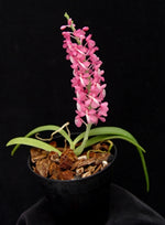 Load image into Gallery viewer, Dyakia hendersoniana
