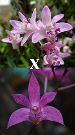 Carica l&#39;immagine nel visualizzatore Galleria, Dendrobium Donovan Jessica x Kingianum (Rojo Cupid)

