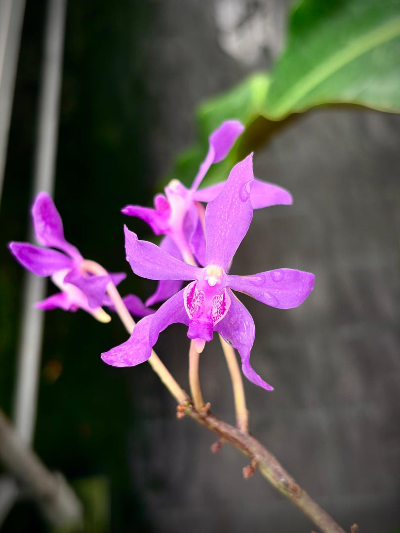Darwinara Charm 'Blue Star' (Neof. falcata x Vasco. Tham Yuen Hae)