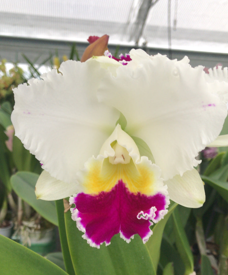 Laeliocattleya Orglade's Grand 'Yu Chang Beauty'