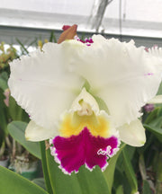 Laeliocattleya Orglade's Grand 'Yu Chang Beauty'