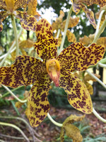 Load image into Gallery viewer, Grammatophyllum speciosum