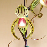 Load image into Gallery viewer, Paphiopedilum Memoria Joan Levy (Paph. gigantifolium x Paph. stonei)