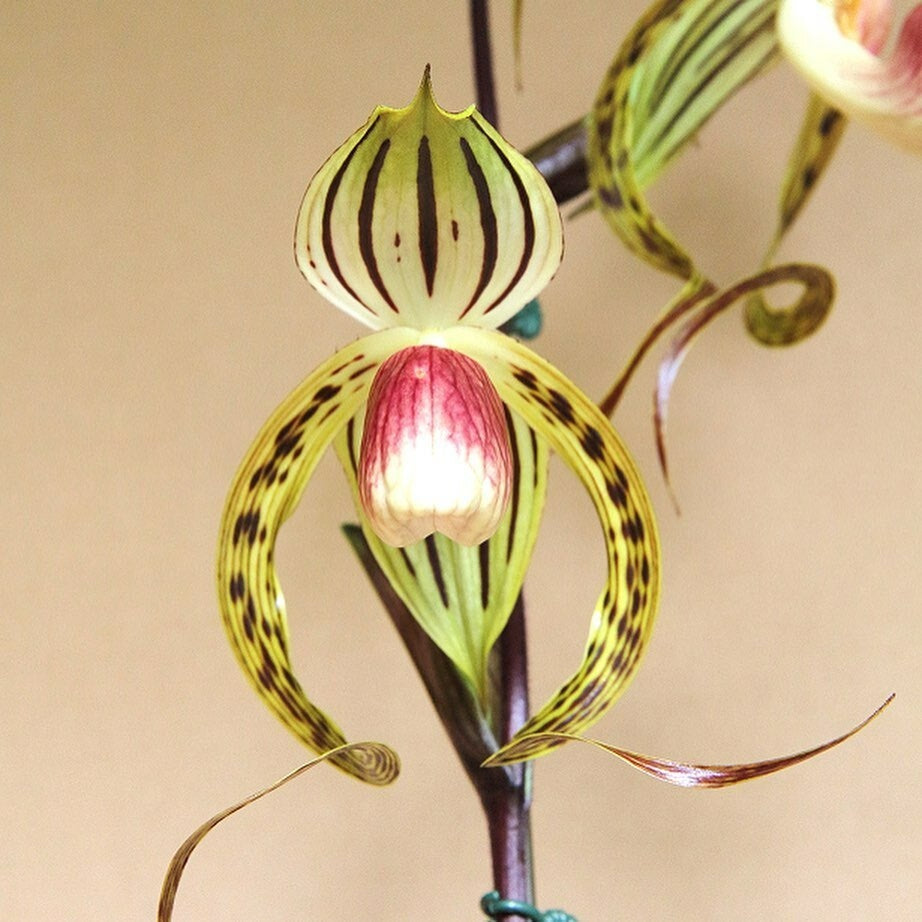 Paphiopedilum Memoria Joan Levy (Paph. gigantifolium x Paph. stonei)