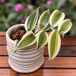 Carica l'immagine nel visualizzatore Galleria, Vanilla planifolia 'Albo-Variegata'