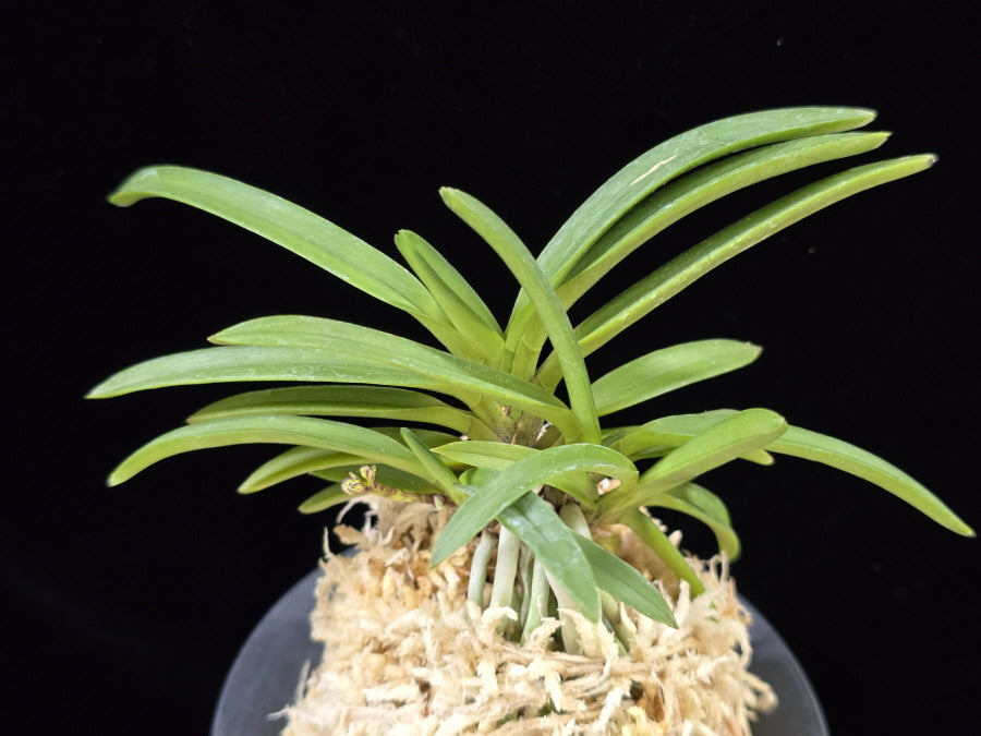 Neofinetia falcata 'Kyobijin' 경미인 京美人