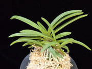 Neofinetia falcata 'Kyobijin' 경미인 京美人