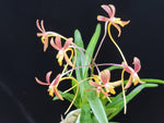 Load image into Gallery viewer, Neofinetia falcata 'Kyobijin' 경미인 京美人