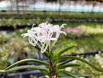 Load image into Gallery viewer, Neofinetia falcata 'Keigetsu' 계월 桂月