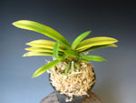 Load image into Gallery viewer, Neofinetia falcata 'Kinyuko' 금유황 金幽晃