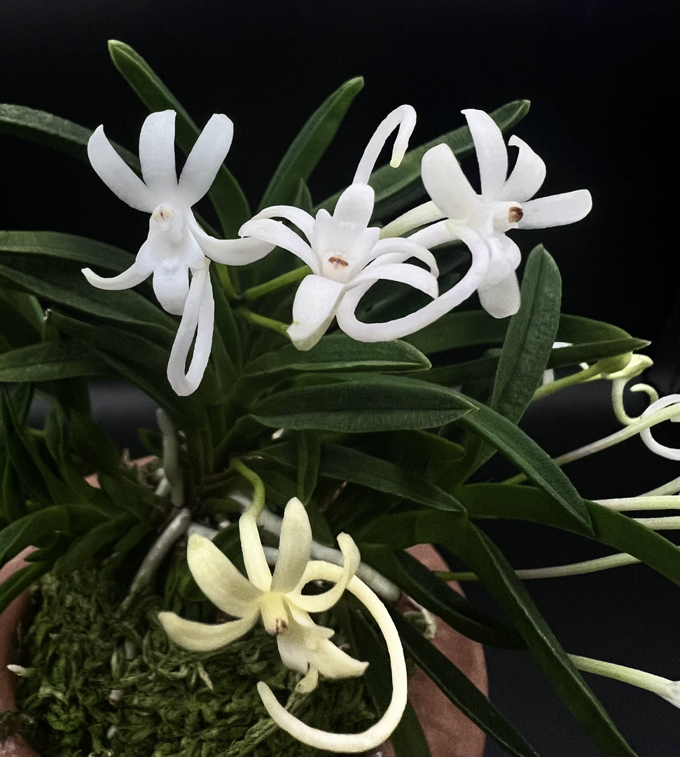Neofinetia falcata 'Kinginrasha' 金銀羅紗