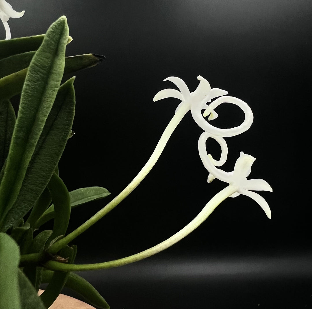 Neofinetia falcata 'Kinginrasha' 金銀羅紗