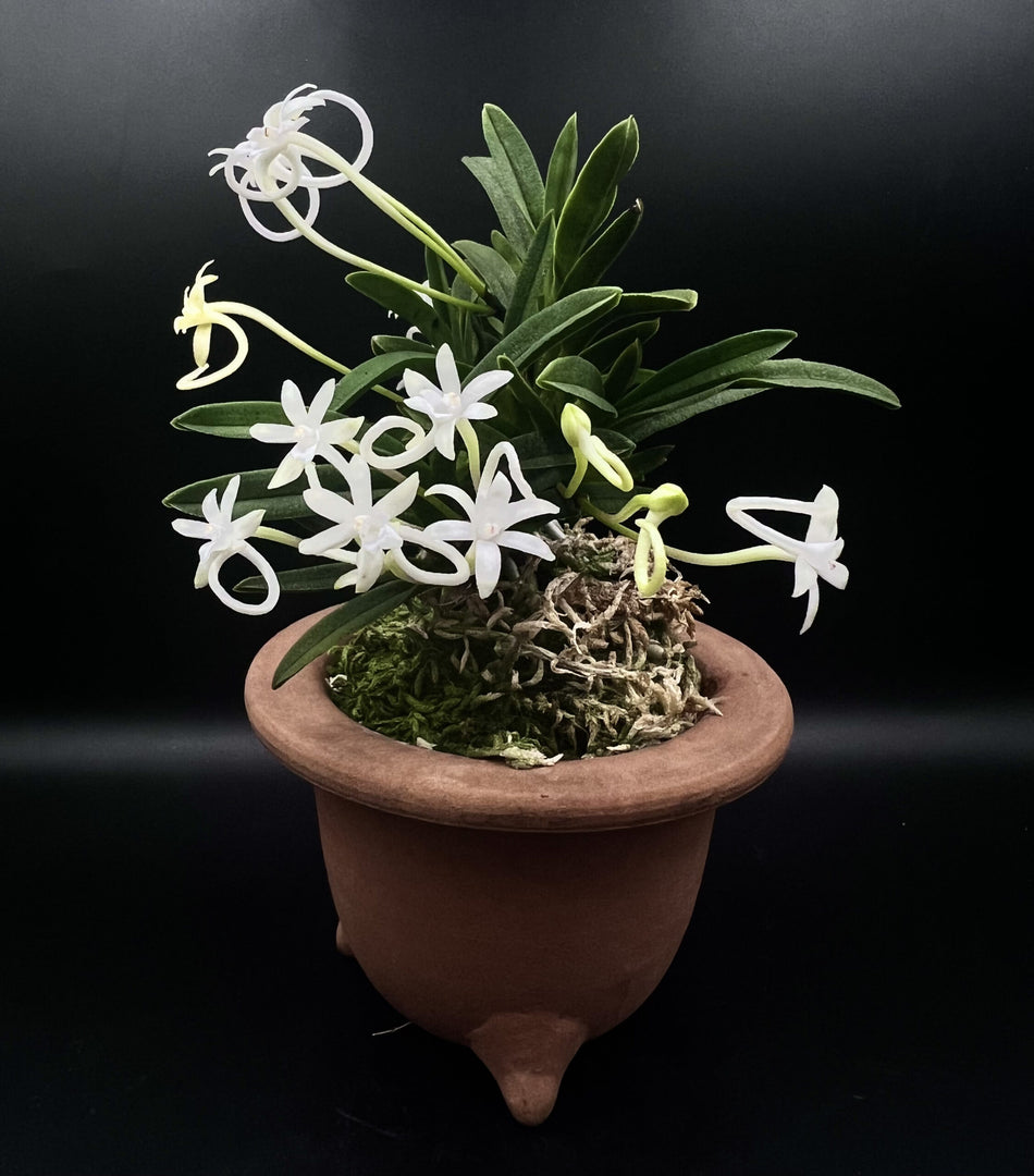 Neofinetia falcata 'Kinginrasha' 金銀羅紗