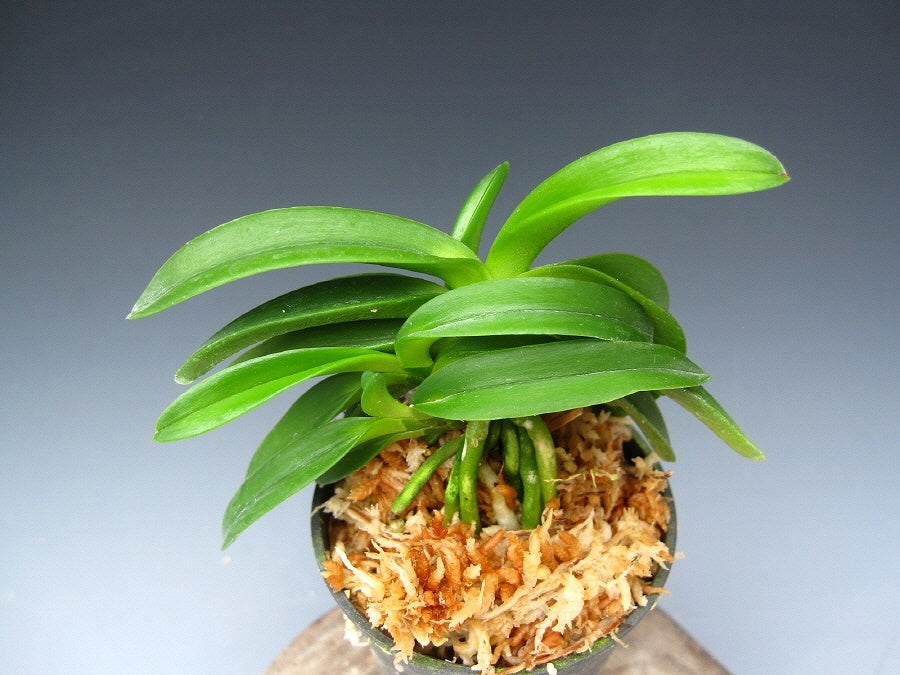 Neofinetia falcata 'Onami Seikai' 대파청해 大波青海