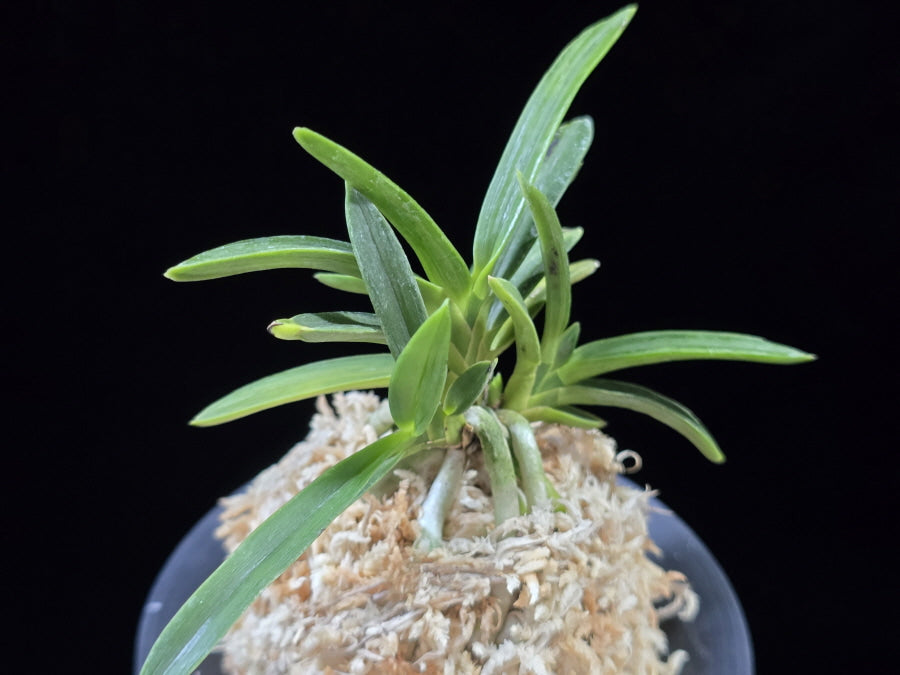 Neofinetia falcata 'Suminagashi' 묵류 墨流