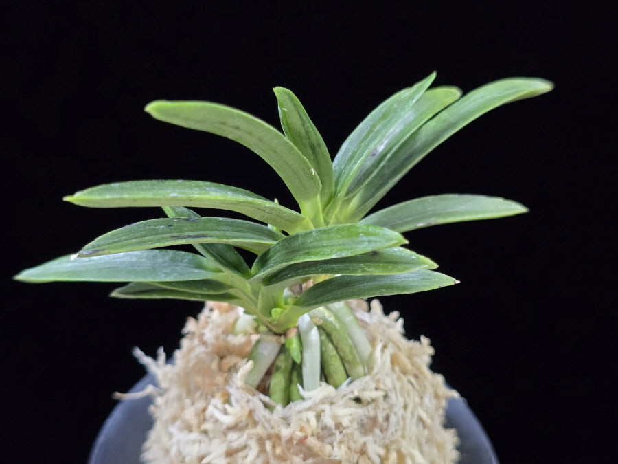 Neofinetia falcata 'Suminagashi' 묵류 墨流
