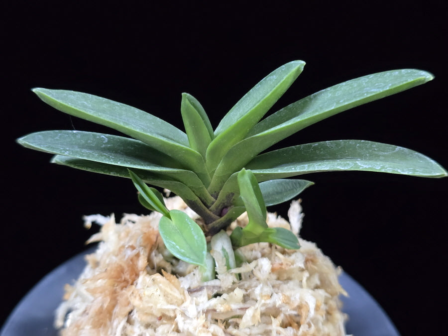 Neofinetia falcata 'Buyong' 부용 芙蓉 (Tamakongo red)