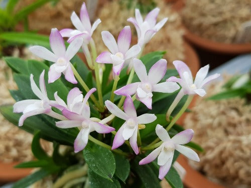 Neofinetia falcata 'Buyong' 부용 芙蓉 (Tamakongo red)