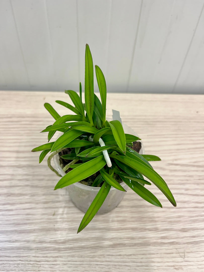 Neofinetia falcata 'Tenkobai' 天紅梅 - BIG