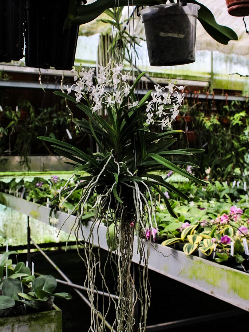 Neostylis Lou Sneary 'White' (Neofinetia falcata x Rhy. coelestis var alba)