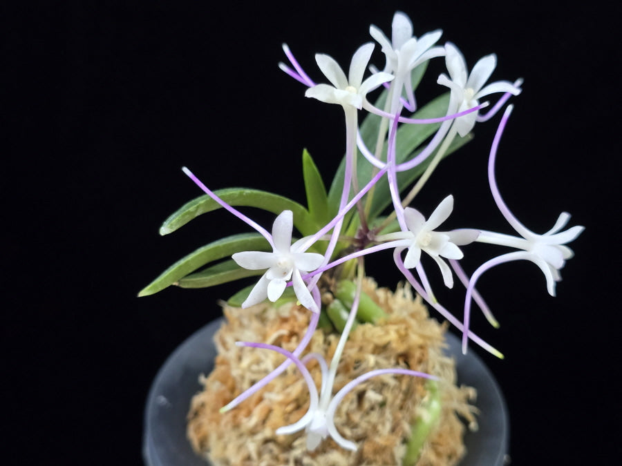 Neofinetia falcata 'Samsojeon (Mangekyō)' 삼소전 三笑殿
