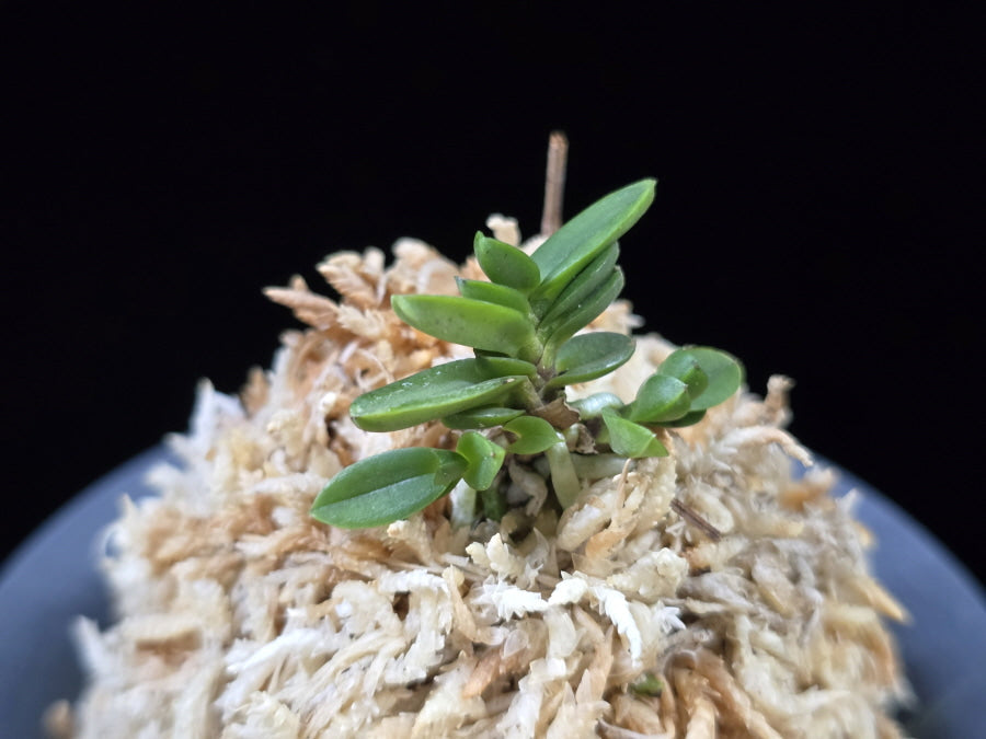 Neofinetia falcata 'Kotengyoku' 소천옥 小天玉