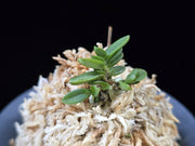 Neofinetia falcata 'Kotengyoku' 소천옥 小天玉