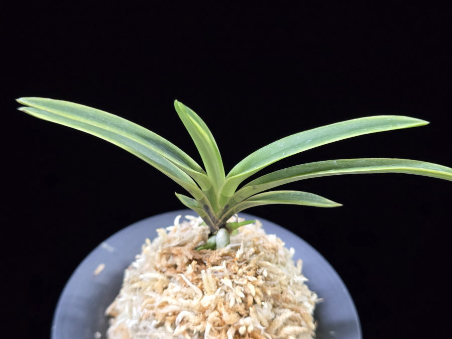 Neofinetia falcata 'Gahouden' 아보전 雅宝殿
