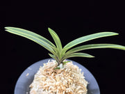 Neofinetia falcata 'Gahouden' 아보전 雅宝殿