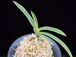 Load image into Gallery viewer, Neofinetia falcata 'Gahouden' 아보전 雅宝殿
