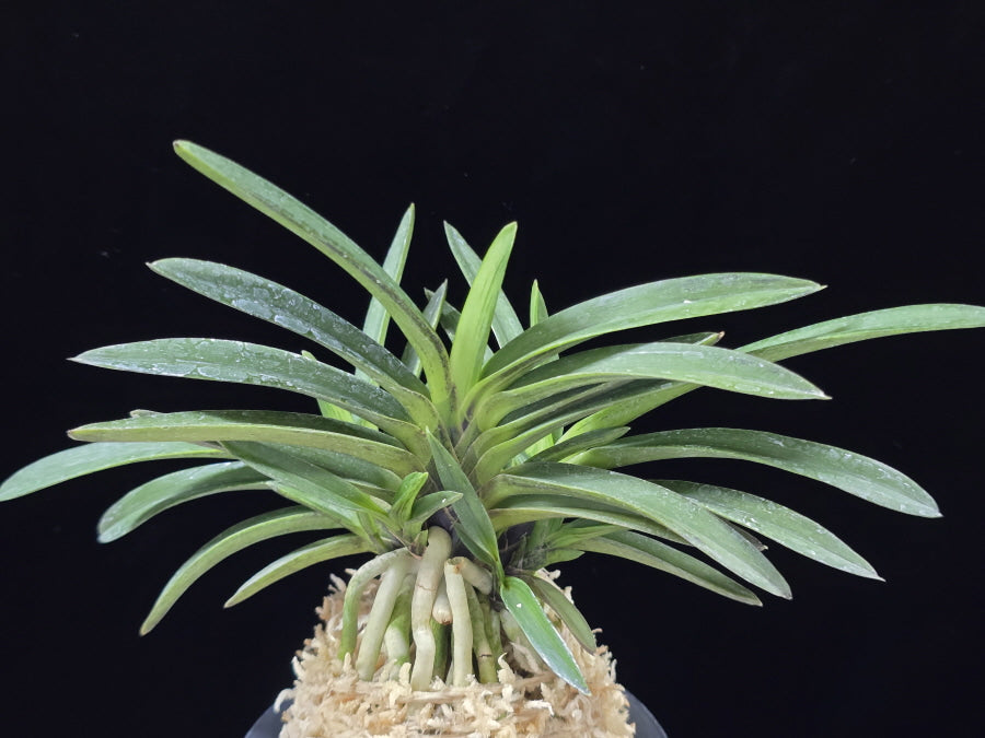 Neofinetia falcata 'Amami Sumi' 엄미묵 奄美墨