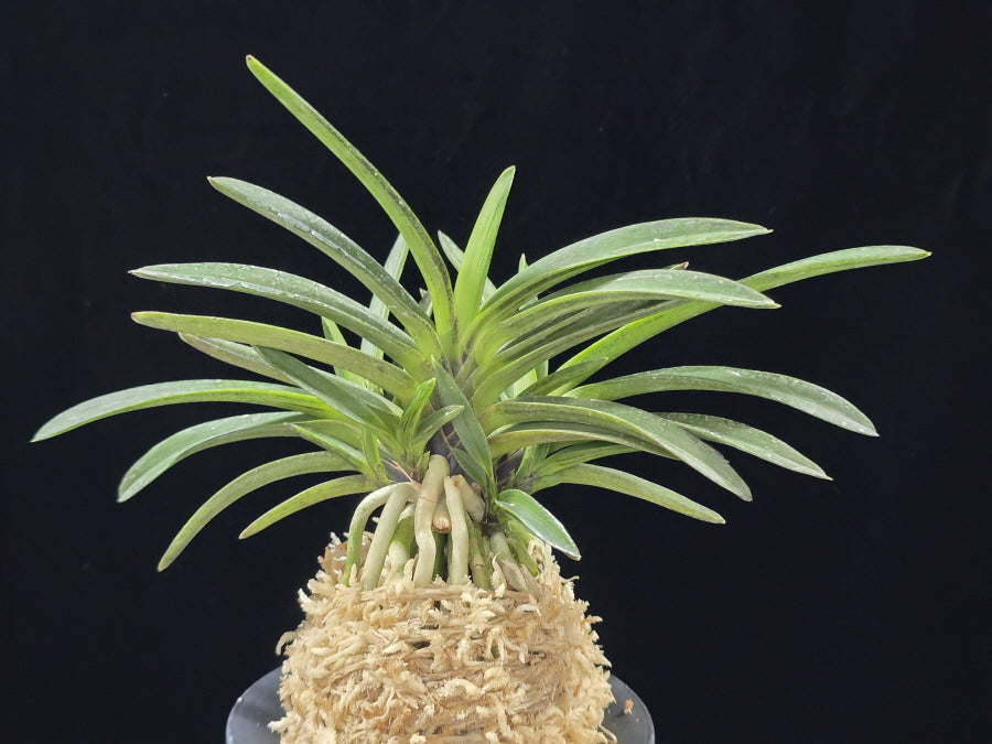Neofinetia falcata 'Amami Sumi' 엄미묵 奄美墨