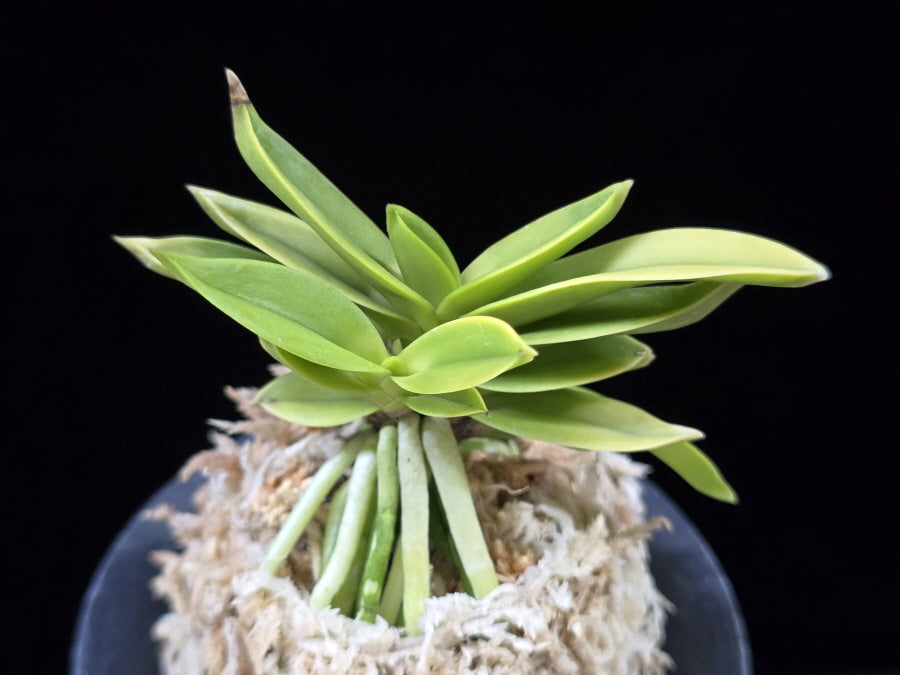 Neofinetia falcata 'Okjam' 옥잠 玉簪