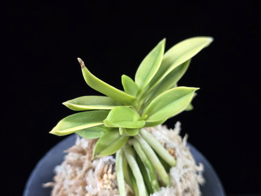 Neofinetia falcata 'Okjam' 옥잠 玉簪
