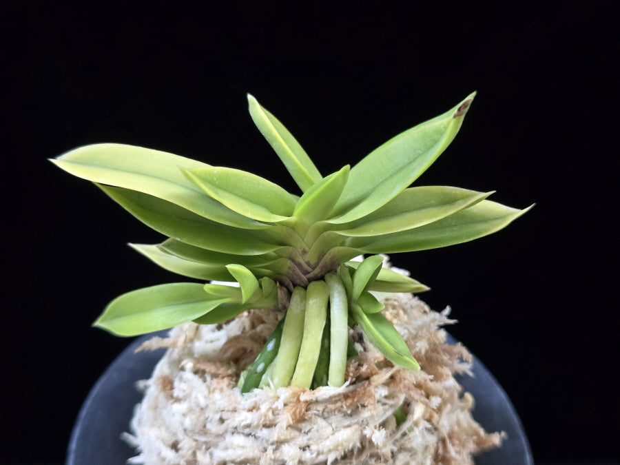 Neofinetia falcata 'Okjam' 옥잠 玉簪