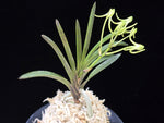 Load image into Gallery viewer, Neofinetia falcata 'Tamakoro' 옥향로 玉香爐