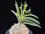 Load image into Gallery viewer, Neofinetia falcata 'Tamakoro' 옥향로 玉香爐