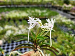 Load image into Gallery viewer, Neofinetia falcata 'Unkai' 운해雲海