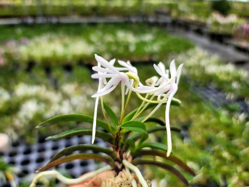 Neofinetia falcata 'Unkai' 운해雲海